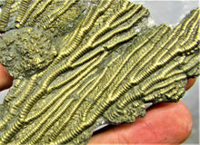 Load image into Gallery viewer, Complete pyrite crinoid (193 mm)