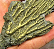 Load image into Gallery viewer, Complete pyrite crinoid (193 mm)