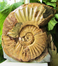 Load image into Gallery viewer, Large <em>Asteroceras stellare</em> display ammonite