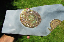 Load image into Gallery viewer, Stunning large green iridescent multi-Caloceras ammonite