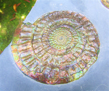 Load image into Gallery viewer, Stunning large green iridescent multi-Caloceras ammonite