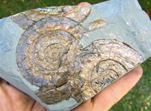 Load image into Gallery viewer, Multi-Psiloceras ammonite display piece