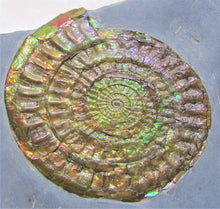 Load image into Gallery viewer, Stunning large green iridescent multi-Caloceras ammonite