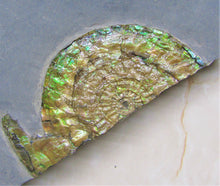 Load image into Gallery viewer, Stunning large green iridescent multi-Caloceras ammonite