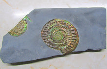 Load image into Gallery viewer, Stunning large green iridescent multi-Caloceras ammonite