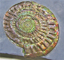Load image into Gallery viewer, Stunning large green iridescent multi-Caloceras ammonite