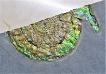 Load image into Gallery viewer, Stunning large green iridescent multi-Caloceras ammonite