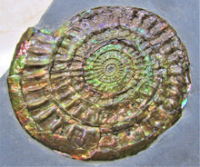 Load image into Gallery viewer, Stunning large green iridescent multi-Caloceras ammonite
