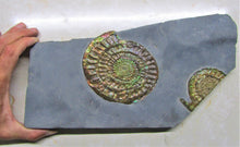Load image into Gallery viewer, Stunning large green iridescent multi-Caloceras ammonite