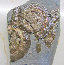 Load image into Gallery viewer, Multi-Psiloceras ammonite display piece