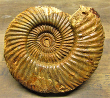 Load image into Gallery viewer, Parkinsonia ammonite fossil (133 mm)