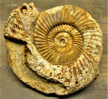 Load image into Gallery viewer, Parkinsonia ammonite fossil (133 mm)
