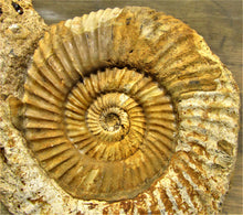 Load image into Gallery viewer, Parkinsonia ammonite fossil (133 mm)
