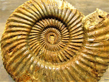 Load image into Gallery viewer, Parkinsonia ammonite fossil (133 mm)