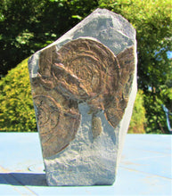 Load image into Gallery viewer, Multi-Psiloceras ammonite display piece