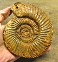 Load image into Gallery viewer, Parkinsonia ammonite fossil (133 mm)