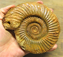 Load image into Gallery viewer, Parkinsonia ammonite fossil (133 mm)