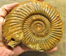 Load image into Gallery viewer, Parkinsonia ammonite fossil (133 mm)