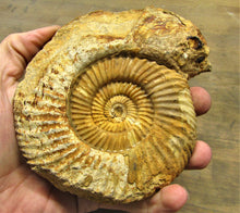 Load image into Gallery viewer, Parkinsonia ammonite fossil (133 mm)