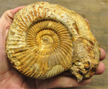 Load image into Gallery viewer, Parkinsonia ammonite fossil (133 mm)