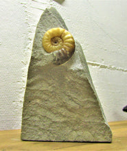 Load image into Gallery viewer, Asteroceras obtusum display ammonite (37 mm)