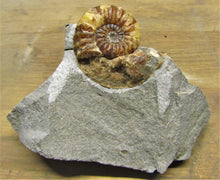 Load image into Gallery viewer, Removable Asteroceras obtusum display ammonite