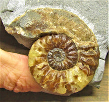 Load image into Gallery viewer, Removable Asteroceras obtusum display ammonite
