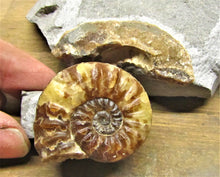 Load image into Gallery viewer, Removable Asteroceras obtusum display ammonite