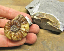 Load image into Gallery viewer, Removable Asteroceras obtusum display ammonite