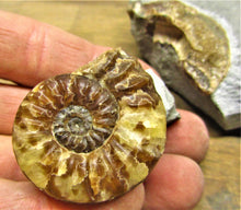 Load image into Gallery viewer, Removable Asteroceras obtusum display ammonite