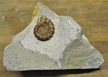 Load image into Gallery viewer, Large calcite Xipheroceras ammonite display piece