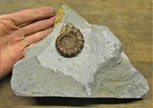 Load image into Gallery viewer, Large calcite Xipheroceras ammonite display piece