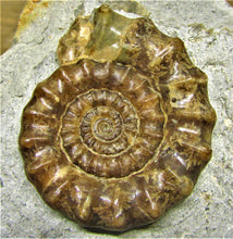 Load image into Gallery viewer, Large calcite Xipheroceras ammonite display piece