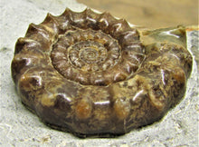Load image into Gallery viewer, Large calcite Xipheroceras ammonite display piece