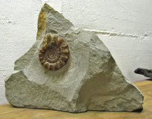 Load image into Gallery viewer, Large calcite Xipheroceras ammonite display piece