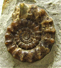 Load image into Gallery viewer, Large calcite Xipheroceras ammonite display piece