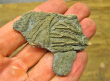 Load image into Gallery viewer, Pyrite crinoid head (56 mm) <em>Pentacrinites</em>