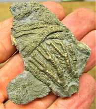 Load image into Gallery viewer, Pyrite crinoid head (56 mm) <em>Pentacrinites</em>