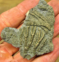 Load image into Gallery viewer, Pyrite crinoid head (56 mm) <em>Pentacrinites</em>