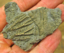 Load image into Gallery viewer, Pyrite crinoid head (56 mm) <em>Pentacrinites</em>