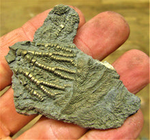 Load image into Gallery viewer, Pyrite crinoid head (56 mm) <em>Pentacrinites</em>