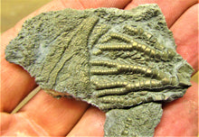 Load image into Gallery viewer, Pyrite crinoid head (56 mm) <em>Pentacrinites</em>
