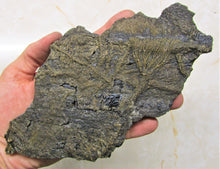Load image into Gallery viewer, Rare big complete crinoid on driftwood fossil (200 mm)