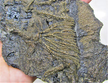 Load image into Gallery viewer, Rare big complete crinoid on driftwood fossil (200 mm)