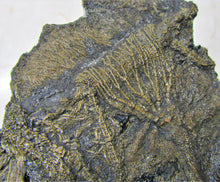 Load image into Gallery viewer, Rare big complete crinoid on driftwood fossil (200 mm)