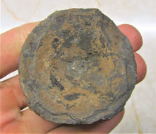 Load image into Gallery viewer, Large Jurassic ichthyosaur vertebra from Lyme Regis