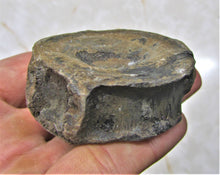 Load image into Gallery viewer, Large Jurassic ichthyosaur vertebra from Lyme Regis