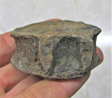 Load image into Gallery viewer, Large Jurassic ichthyosaur vertebra from Lyme Regis