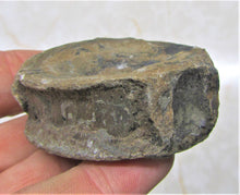 Load image into Gallery viewer, Large Jurassic ichthyosaur vertebra from Lyme Regis
