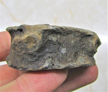 Load image into Gallery viewer, Large Jurassic ichthyosaur vertebra from Lyme Regis